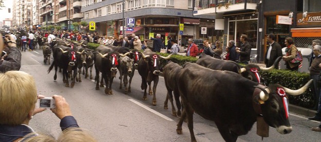 Tudanca cattle parade in Santander